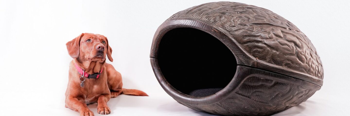 A brown-red Labrador lying next to a large wooden kennel shaped like a walnut.