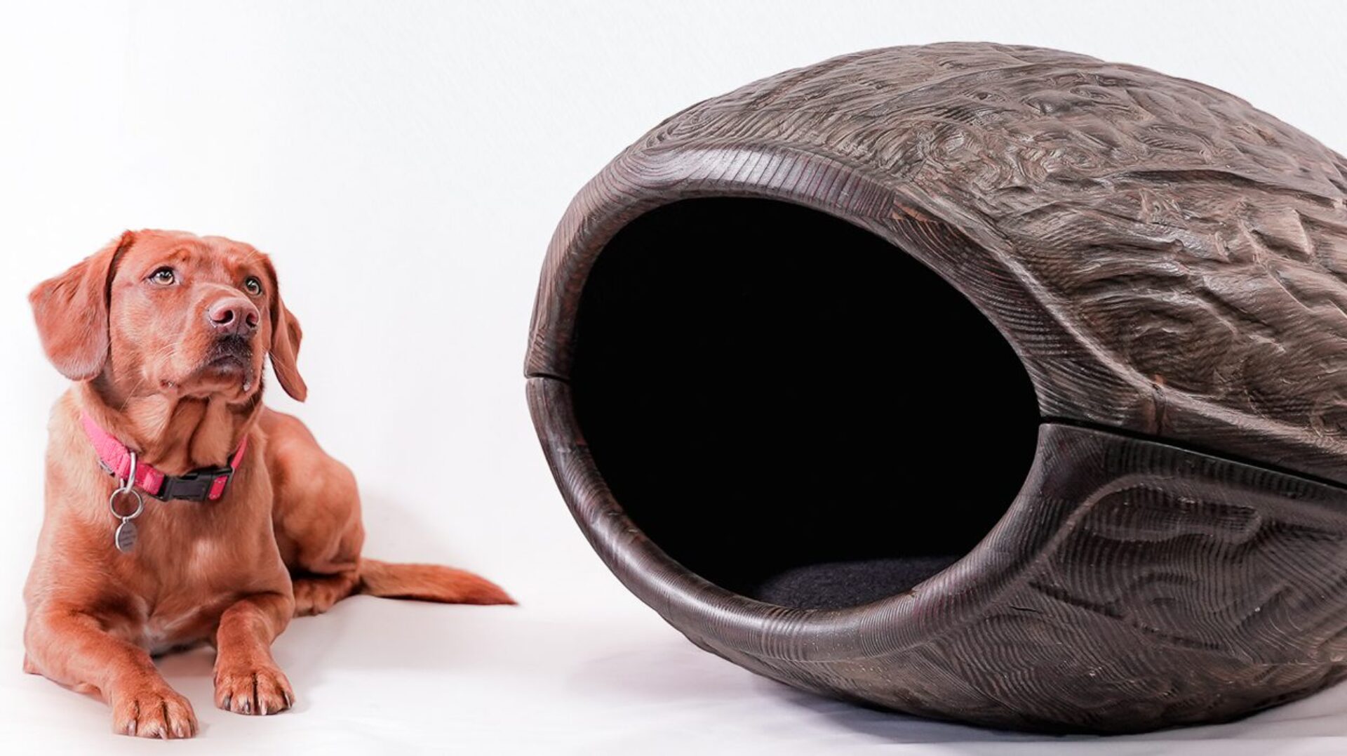 A brown-red Labrador lying next to a large wooden kennel shaped like a walnut.