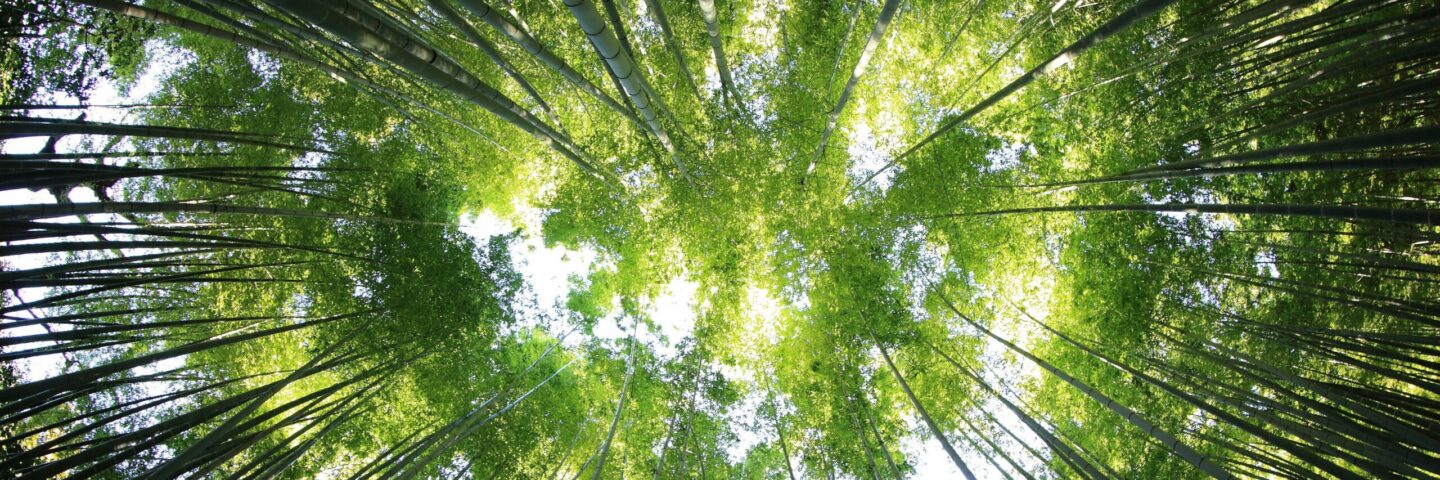 Tree crowns from the ground