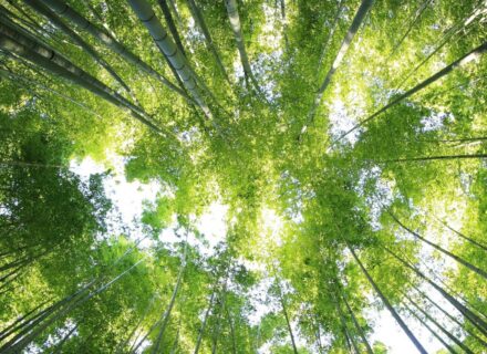 Tree crowns from the ground